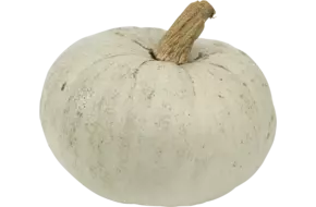 Pompoen Blue Hongarian 1 tot 3 kilo